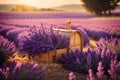 Beautiful lavender field at sunset