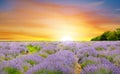 Beautiful Lavender field, sunset and lines Royalty Free Stock Photo