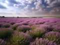 Beautiful lavender field at sunset. Made with Generative AI Royalty Free Stock Photo