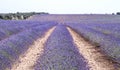Beautiful lavender fields blossom in La Alcarria, Spain