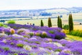 Beautiful Lavender fields in England, UK