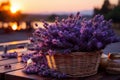 Beautiful lavender fields harvest landscape panorama with blooming lavandula angustifolia