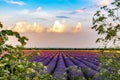 Beautiful lavender fields near Stara Zagora Bulgaria Royalty Free Stock Photo