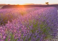 Beautiful lavender fields at sunset time. Valensole. Provence Royalty Free Stock Photo
