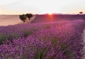 Beautiful lavender fields at sunset time. Valensole. Provence Royalty Free Stock Photo