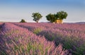 Beautiful lavender fields at sunset time. Valensole. Provence Royalty Free Stock Photo