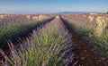 Beautiful lavender fields at sunset time. Valensole. Provence Royalty Free Stock Photo