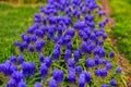 Beautiful lavender flover