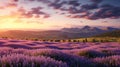 Beautiful lavender flower blooming field at sunset. Golden hour. AI Generated Royalty Free Stock Photo