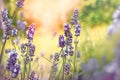 Beautiful lavender flower in flower garden, selective and soft focus on lavender flower Royalty Free Stock Photo