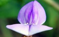 Macro photography of Long beans`s flower