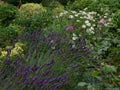 Beautiful garden flowerbed with assorted flowers including lavender and daisies Royalty Free Stock Photo