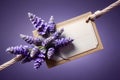 beautiful lavender flowers Royalty Free Stock Photo