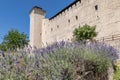 Beautiful lavender flowers at the base of the walls of the Rocca Albornoziana in Spoleto, Italy