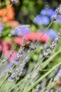 Lavender flowers with a bee in a summer day