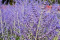 Beautiful lavender flowers bloom in the garden in summer, lavender background, perfumery. Close up Bushes of lavender flowers Royalty Free Stock Photo