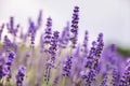 Beautiful lavender flowers Royalty Free Stock Photo