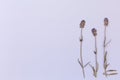 Beautiful lavender flowers on the background top view. Flat lay style.