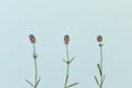 Beautiful lavender flowers on the background top view. Flat lay style.