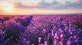 Beautiful lavender flowers field at sunset in Provence, France Generative AI Royalty Free Stock Photo