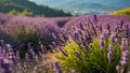 Beautiful lavender flowers Japan