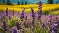 Beautiful lavender flowers Japan season