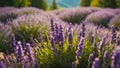 Beautiful lavender flowers Japan season natural