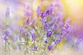 Beautiful lavender flowers in my garden Royalty Free Stock Photo