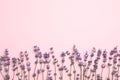 Beautiful lavender flowers on background, flat lay. Space for text Royalty Free Stock Photo