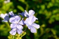 Beautiful Lavender flowers of Plumbago blossoms, Purple blue flowers of an plumbago bush with green leaves blurred background Royalty Free Stock Photo