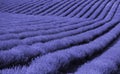 Beautiful lavender flowers in rows on a lilac field, going to the horizon. A toned image in trendy purple Very Peri. copy space Royalty Free Stock Photo