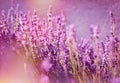Beautiful lavender flowers Royalty Free Stock Photo