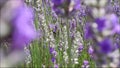 Beautiful lavender flowers