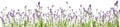 Beautiful lavender flowers on white background. Banner design Royalty Free Stock Photo