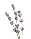 Beautiful lavender flowers on white background, closeup Royalty Free Stock Photo