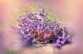 Beautiful lavender flowers in wicker basket Royalty Free Stock Photo