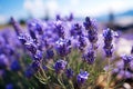 Beautiful lavender harvest landscape panorama with close-up of blooming lavandula angustifolia field