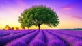 Beautiful lavender meadow scenery the last of the summer\'s trees.