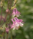 Lovely Columbine Flower in Sunshine