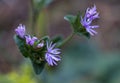 Wooly Elephants Foot Wildflower - Elephantopus tomentosus L - Devil's Grandmother Royalty Free Stock Photo