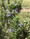 Beautiful Lavender Purple Rosemary Herb Blossom - Salvia rosmarinus