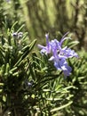 Beautiful Lavender Purple Rosemary Herb Blossom - Salvia rosmarinus