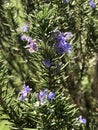 Beautiful Lavender Purple Rosemary Herb Blossom - Salvia rosmarinus