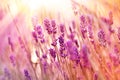 Beautiful lavender with sun rays Royalty Free Stock Photo