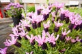 Beautiful lavenders blooming Royalty Free Stock Photo