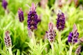 Beautiful lavenders blooming Royalty Free Stock Photo