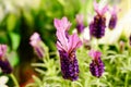 Beautiful lavenders blooming Royalty Free Stock Photo