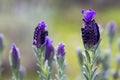 Beautiful lavenders blooming. Lavandula stoechas French lavender, Spanish lavender, Topped lavender Royalty Free Stock Photo