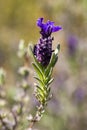 Beautiful lavenders blooming. Lavandula stoechas French lavender, Spanish lavender, Topped lavender Royalty Free Stock Photo