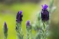 Beautiful lavenders blooming. Lavandula stoechas French lavender, Spanish lavender, Topped lavender Royalty Free Stock Photo